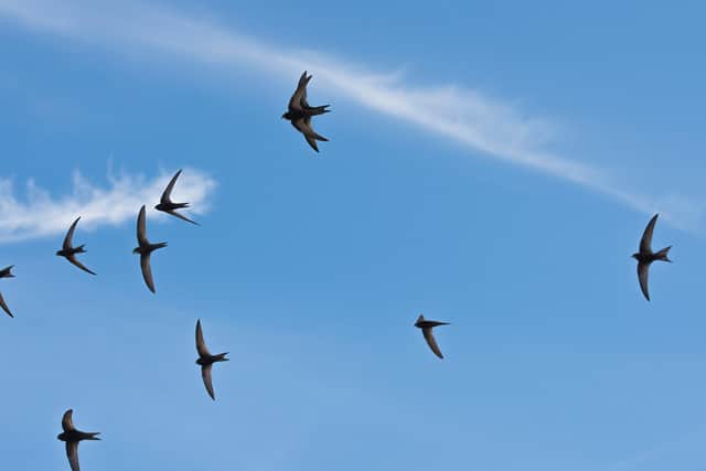 Common swift Apus apus, group in flight