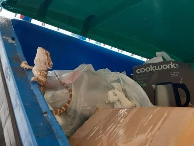 The bearded dragon was found in a communal bin at Student accommodation in Edinburgh's Hillside Crescent.  Picture: Scottish SPCA.