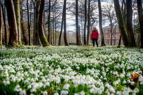 There's no shortage of places all over Scotland where you can enjoy the sight of hundreds of blooming snowdrops.