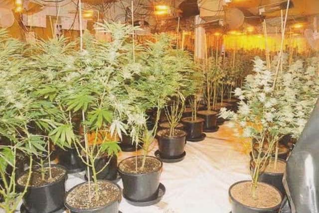 Cannabis being grown by criminal gang