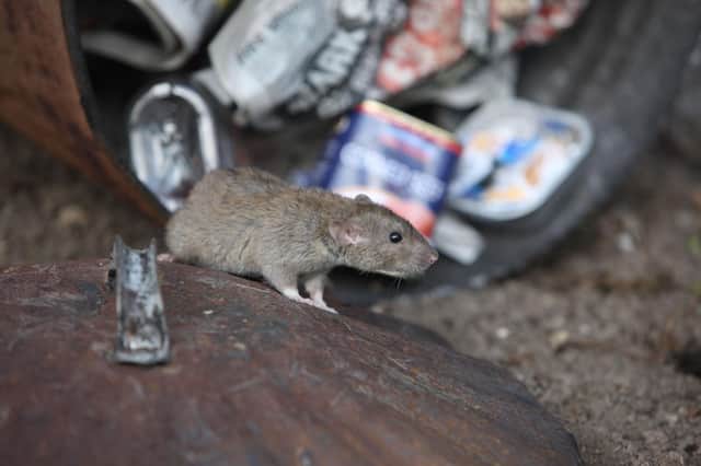 A brown rat, rattus norvegicus, with dustbin