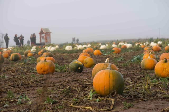 Balgone Estate, in North Berwick Edinburgh, is offering pumpkins of all shapes, colours and sizes for you to pick your own to carve this Halloween.