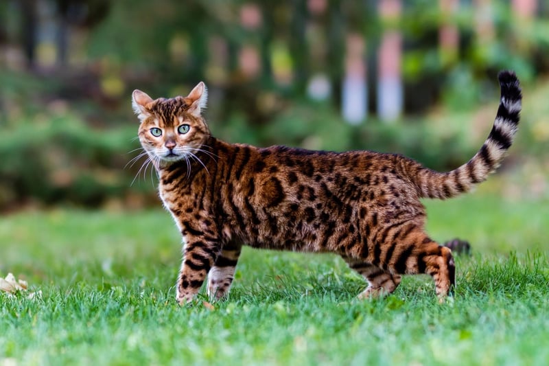An striking Bengal is a breed created from hybrids of the spotted Egyptian Mau and the Asian Leopard Cat. A Bengal kitten will cost around £1,060, making it the UK's third most expensive cat.