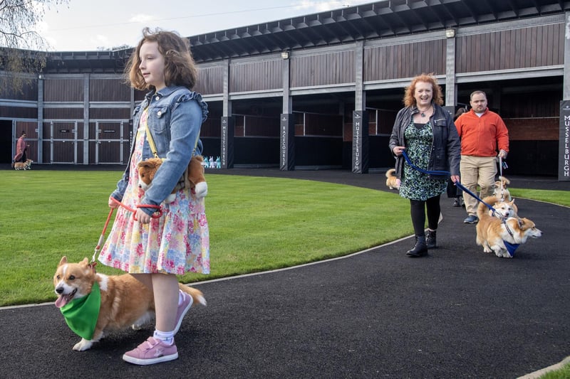 Nine-year-old Claudia Green from Port Seaton with Paddy, a distant relative of the Queen Elizabeth II's corgis.