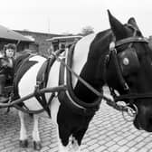 Scotmid milk horse Pye at his new job, pulling a cart for Gorgie City Farm in Edinburgh, May 1985. Pye and the other horses were pensioned off when Scotmid (formerly St Cuthbert's) stopped doorstep milk horse delivery earlier that year.