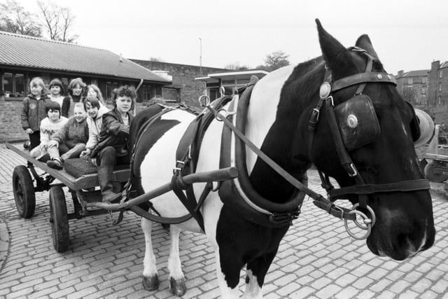 Scotmid milk horse Pye at his new job, pulling a cart for Gorgie City Farm in Edinburgh, May 1985. Pye and the other horses were pensioned off when Scotmid (formerly St Cuthbert's) stopped doorstep milk horse delivery earlier that year.