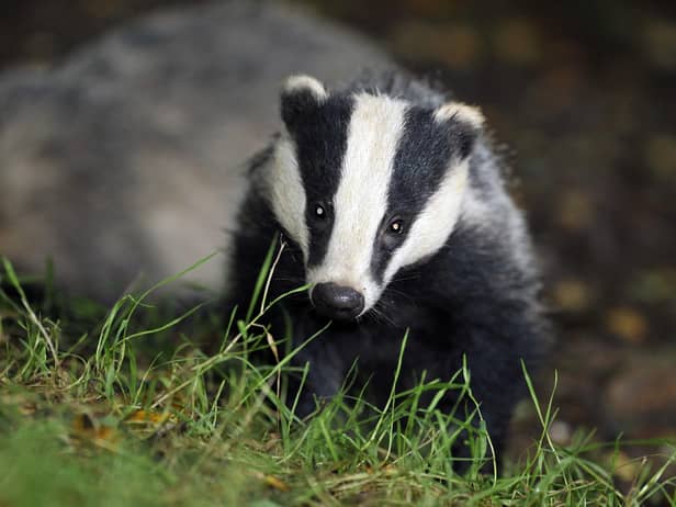 Does your garden play host to unexpected night-time visitors like badgers? (Picture: Ben Birchall/PA Wire)