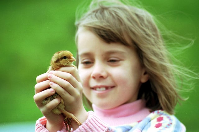Katy Easton holds one of the chicks hatched at Gorgie City Farm in time for Easter, April 1992.
