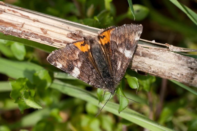 Moths are back on the wing in March, with a variety of species attracted to light at night. You don't have to be a night owl to see an Orange Underwing though - they are a day flying moth that tend to be on the wing on sunny days in March and April, with caterpillars that feed on birch trees.
