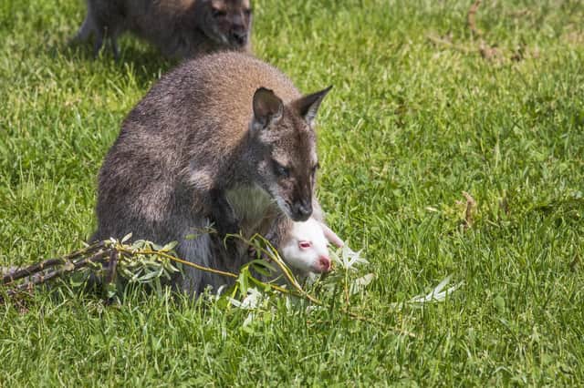 Three-week-old albino wallaby snuggles in its mums pouch at East Links Family Park