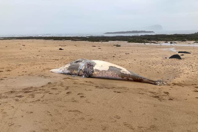 This is the second minke whale found dead on the beach in less than a month. (Photo credit: East Lothian Council)