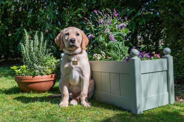 Guide Dogs reveal how to make your garden safe and fun for dogs this spring