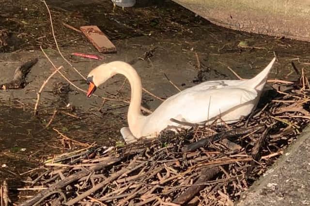 A swan in Leith has been filmed as it cleared its nest of litter (Picture: Susan McColl)