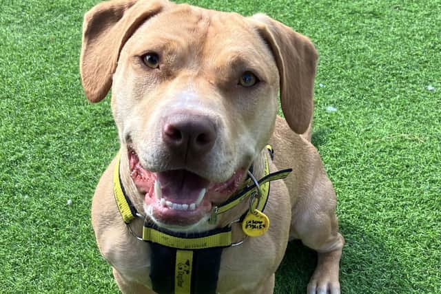 Vera the Staffordshire Bull Terrier cross is a rescue at Dogs Trust West Calder