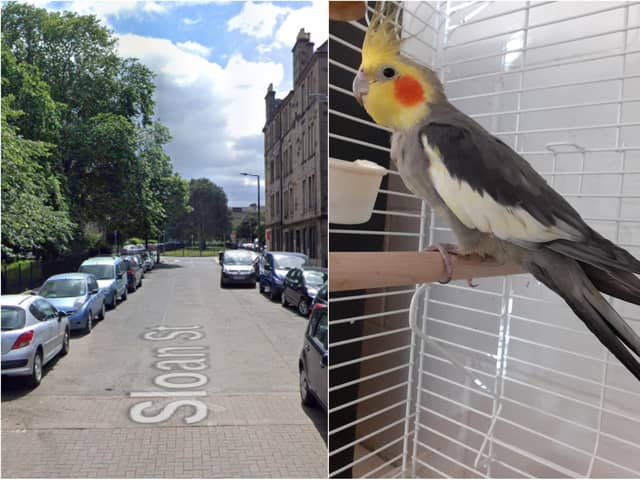 Edinburgh rescue: 'Feisty and scruffy' cockatiel found outside a Leith flat as Scottish SPCA search for owner