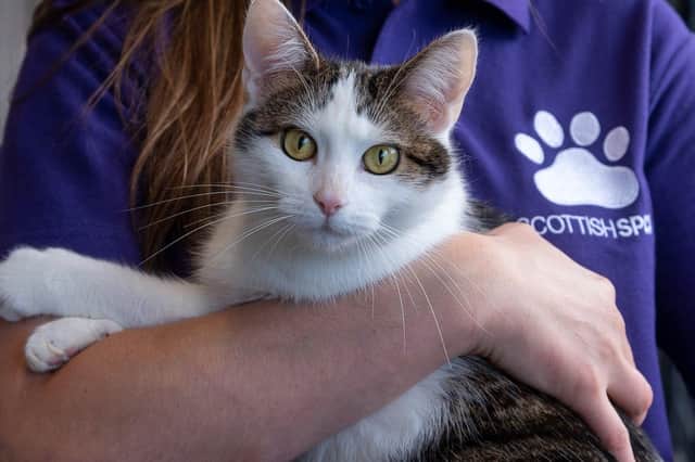 Scottish SPCA performs a wide range of tasks from bringing prosecutions against those who abuse animals to running a fostering service so volunteers can provide animals with temporary homes (Picture: SSPCA)