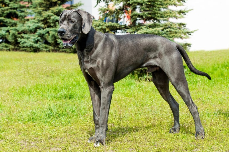 The tallest breed in the world is the mighty Great Dane, also known as the German Mastiff or Deutsche Dogge. Males stand 31-35 inches tall and females measure 28-33 inches, but some can grow far taller - with Zeus the Great Dane holding the world record at 44 inches in height.