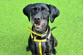 Sadie can find the hustle and bustle of urban life overwhelming and would much prefer a peaceful rural home where she can frolic in local fields. Photo: Dogs Trust West Calder