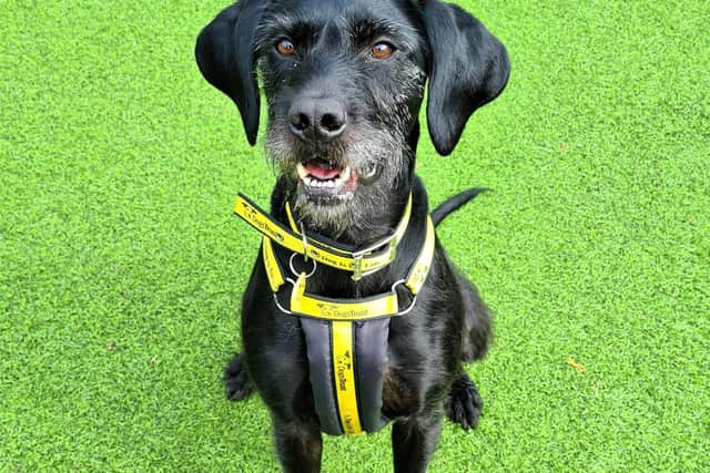 Sadie can find the hustle and bustle of urban life overwhelming and would much prefer a peaceful rural home where she can frolic in local fields. Photo: Dogs Trust West Calder