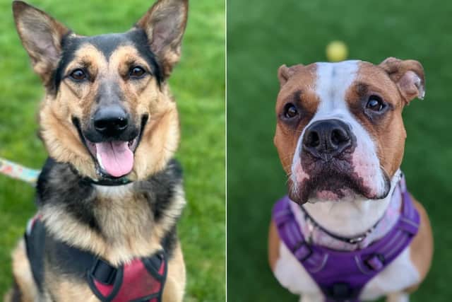 Could you give Edinburgh rescue dogs Ziva (left) or Roxie a home? (Edinburgh Dog and Cat Home)