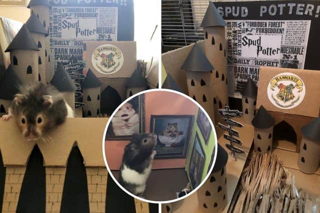 Lisa Murray-Lang, 44, used cardboard boxes and dolls furniture to recreate iconic scenes for her Syrian hamster, Spud, to explore.