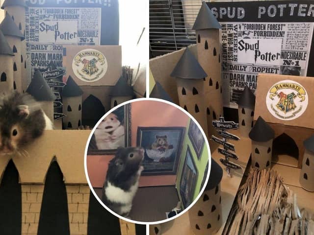 Lisa Murray-Lang, 44, used cardboard boxes and dolls furniture to recreate iconic scenes for her Syrian hamster, Spud, to explore.