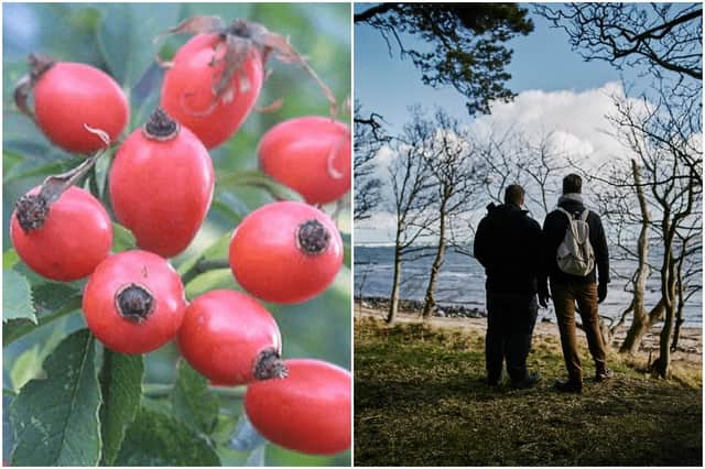 Rosehip, and Tom and Rupert foraging in East Lothian