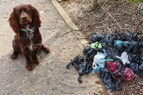 Stanton the Cocker Spaniel standing beside the pile of dog waste bags. Pic: Paul Gilbertson.