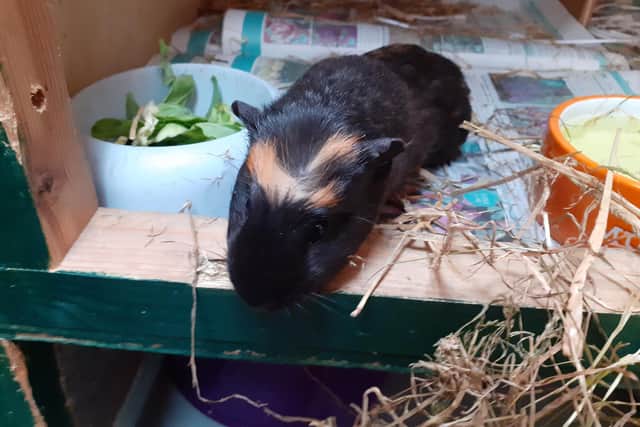 The abandoned guinea pig is currently being looked after by Scotland's animal welfare charity.