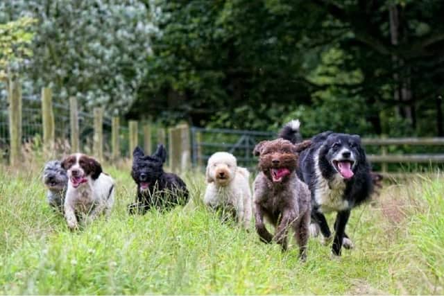 An Edinburgh dog creche may be forced to turn away clients due to noise complaints from neighbours.