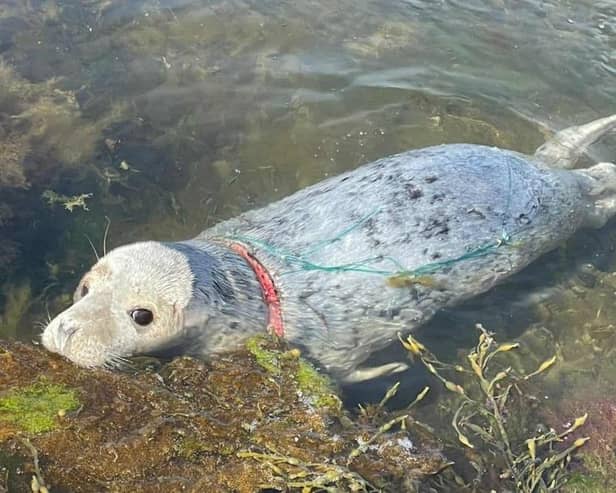 The stricken seal's mournful eyes appear to be pleading for some human help
Pic: BDMLR/Emma Neave-Webb