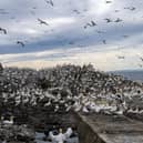 Bass Rock's gannet population could be put at risk by the Berwick Bank wind farm (Picture: Lisa Ferguson)