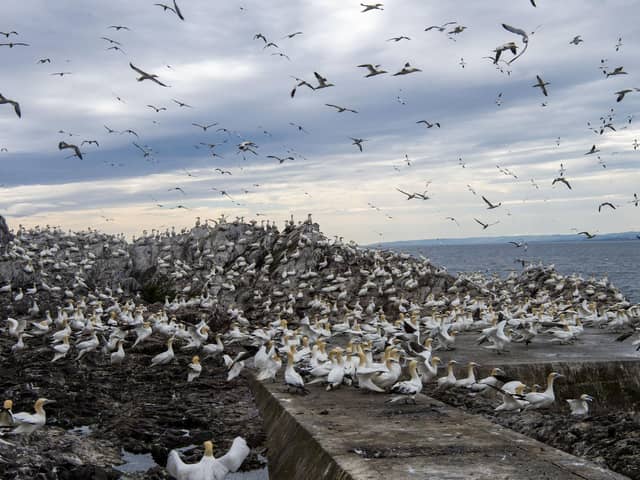 Bass Rock's gannet population could be put at risk by the Berwick Bank wind farm (Picture: Lisa Ferguson)