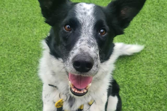 Jack the Border Collie is looking to be adopted from Dogs Trust West Calder