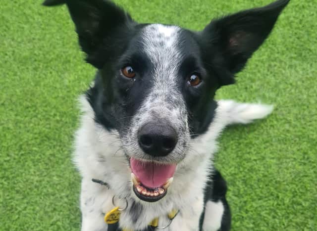 Jack the Border Collie is looking to be adopted from Dogs Trust West Calder