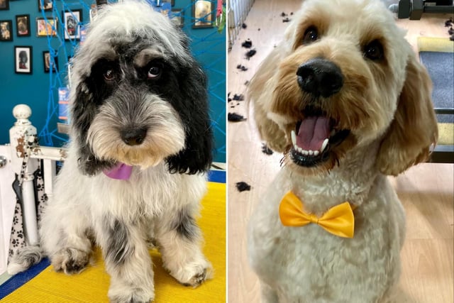 Dogcut in Newhaven Road offers everything from puppy pampers to full grooms. "The BEST!" a reader aid, "Beth is amazing with the dogs and they all love her. My woollen husky Loki loves her treats she makes herself and the gentleman’s bow tie. Amazing!”