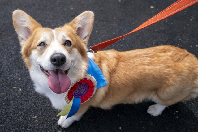 Winnie in the parade ring after taking part in the first ever Corgi Derby.