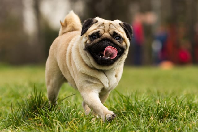 Originating in China, pugs have rocketed in popularity in the last 10 years. Sadly that means they are desirable to thieves, with 50 pug thefts recorded in recent years