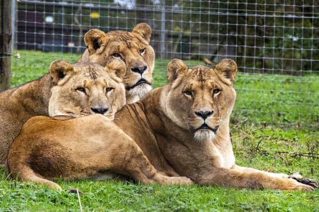 The owner of Five Sisters Zoo, which is home to three rescued lions, has responded to criticism from a disgruntled visitor.




FIVE SISTERS ZOO- LIONS