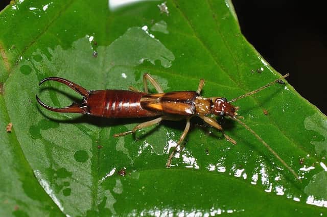 Are earwigs, or clipshears, trying to fulfil Hayley's aunt's nightmare? (Picture: Pavel Kirillov/St Petersburg via Wikimedia Commons)