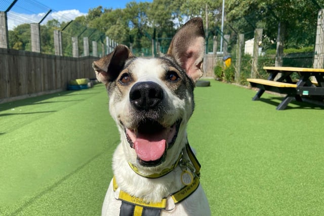 This crossbreed  is 11 years old and came into the Dogs Trust's care as a stray. As a  result, his experience of a home life may be limited. Ziggy is friendly and comical and is sure to bring lots of laughter and love into his new home.
Ziggy has missed out on many home comforts in his life so his current carers are keen for him to enjoy all the great things that family life has to offer. He loves food and may need a watchful eye on him when he is around the treats in his home.
The lovable pup is looking for experienced owners who have had dogs before. He is independent and so takes his time to build relationships but once he is comfortable, he is a loyal companion.
Although Ziggy loves to play with doggy friends at the park, he prefers to have his own space and is looking to be the only pet in his new home. He would love to have a secure garden and could live with children aged 16 or over.
