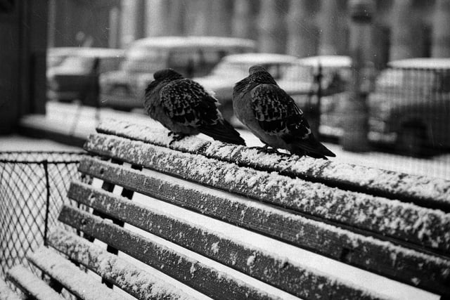 Two Pigeons in the snow in Princes Street Gardens.