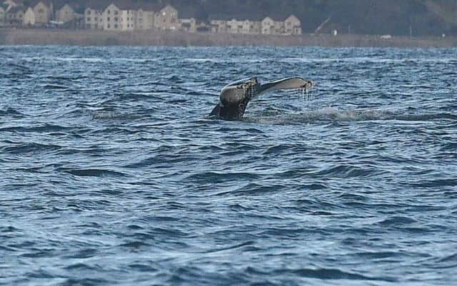 The mammal was spotted in the Firth of Forth on Saturday and Sunday picture: Greg Macvean