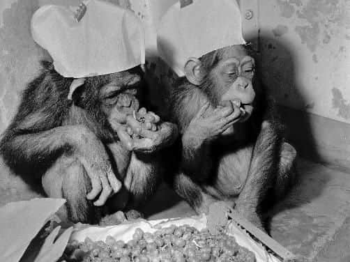 Chimps Benjie and Lisa enjoy a Christmas fruit feast at Edinburgh Zoo December 1965