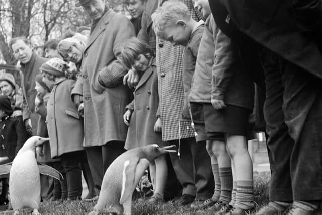 Children enjoying the penguin parade at Edinburgh Zoo in 1964