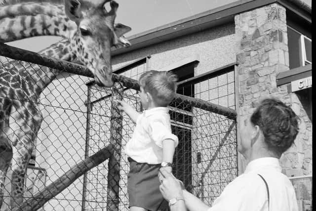 A little boy is held up to feed one of the giraffes at Edinburgh Zoo in 1963
