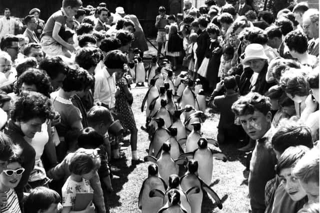 Children flank the Penguin parade at Edinburgh Zoo in July 1962