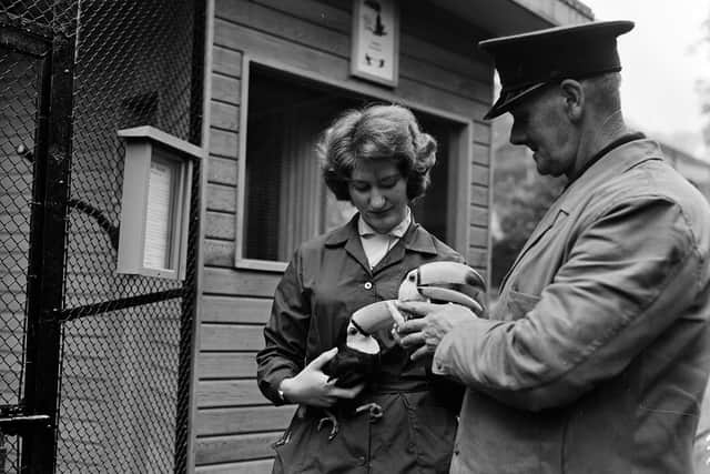 The Guinness company presented two toucans (at that time the bird was part of their advertising campaign) to Edinburgh Zoo in 1963