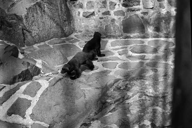 Wolverines were sent to Edinburgh Zoo from Helsinki in Finland in 1964