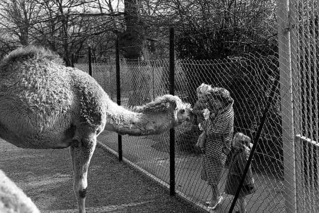 Toddler being introduced to one of Edinburgh Zoo's dromedary camels in 1962
